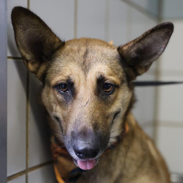 Photo of Kimmy Koa, adoptable dog in San Antonio, Texas