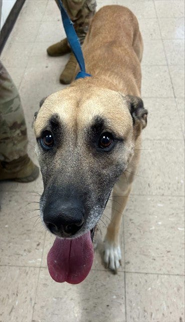 Photo of Dunkin, adoptable Black Mouth Cur in Killeen, Texas