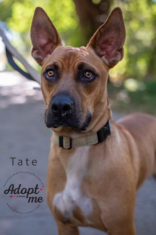 Photo of Tate, adoptable Boxer in Omaha, Nebraska
