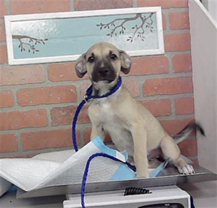 Photo of A2098590, adoptable Staffordshire Bull Terrier in Houston, Texas