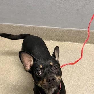 Photo of Ciara, adoptable Chihuahua in Las Vegas, Nevada