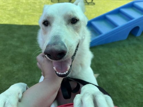 Photo of Chucky, adoptable German Shepherd Dog in San Bernardino, California