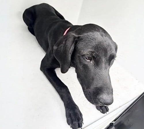 Photo of Cinder, adoptable Labrador Retriever in Houston, Texas