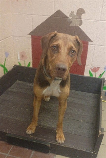 Photo of Cooper, adoptable Bloodhound in Castaic, California