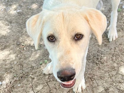 Photo of DoodleBob, adoptable dog in Georgetown, Texas