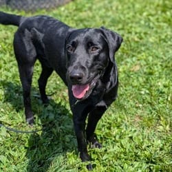 Photo of Ebony, adoptable Labrador Retriever in Syracuse, New York