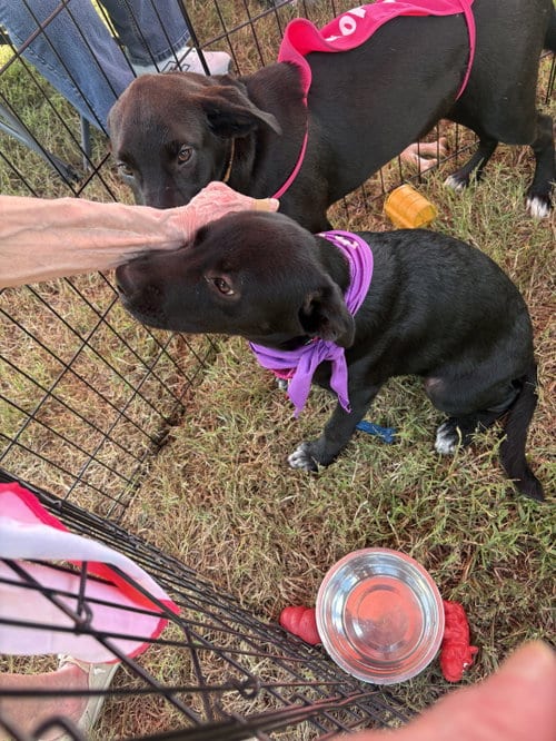 Photo of Violet, adoptable Labrador Retriever in Nashville, Tennessee