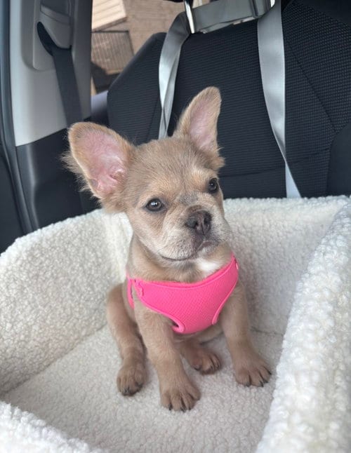 Photo of Mia, adoptable French Bulldog in Mooresville, North Carolina