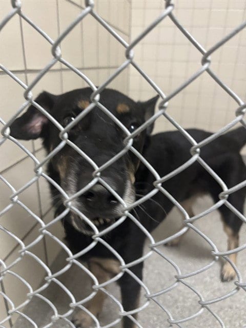 Photo of Kane, adoptable German Shepherd Dog in Pasadena, Texas