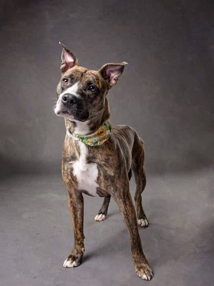 Photo of Nene, adoptable dog in Atlanta, Georgia
