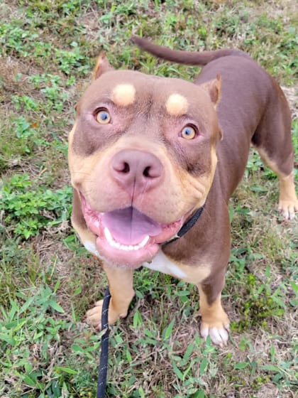 Photo of Frankie, adoptable dog in Atlanta, Georgia