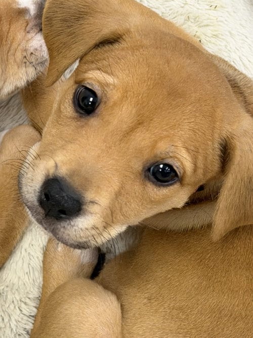 Photo of Trinity, adoptable Labrador Retriever in The Woodlands, Texas