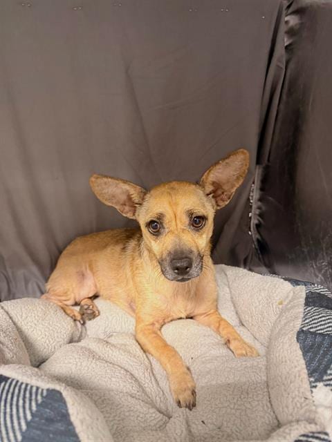 Photo of Jane, adoptable Chihuahua in Grovetown, Georgia