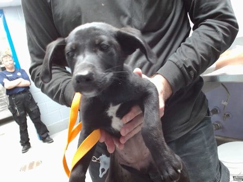 Photo of Hostess, adoptable Labrador Retriever in Albuquerque, New Mexico