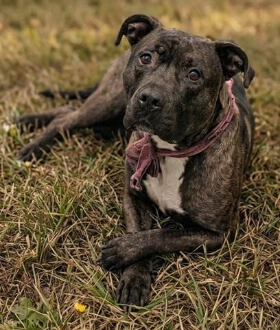 Photo of Karen, adoptable Pit Bull Terrier in Akron, Ohio