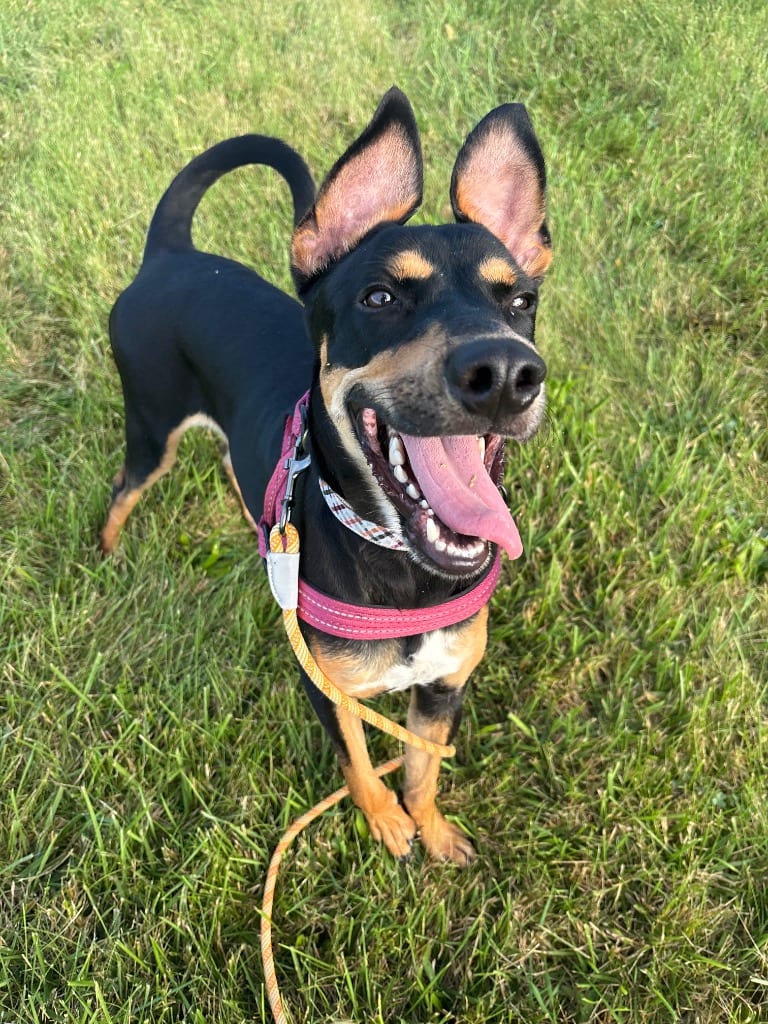 Photo of Drew Barrymore, adoptable Hound in Findlay, Ohio