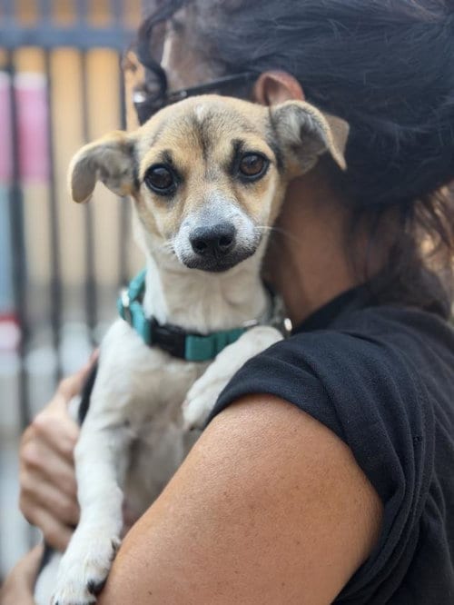 Photo of Rue, adoptable Chihuahua in Santa Barbara, California