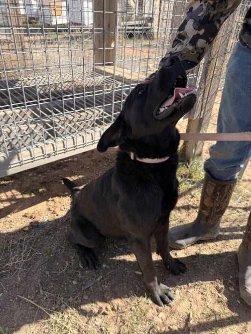 Photo of Mil0, adoptable Labrador Retriever in MIDWAY, Utah