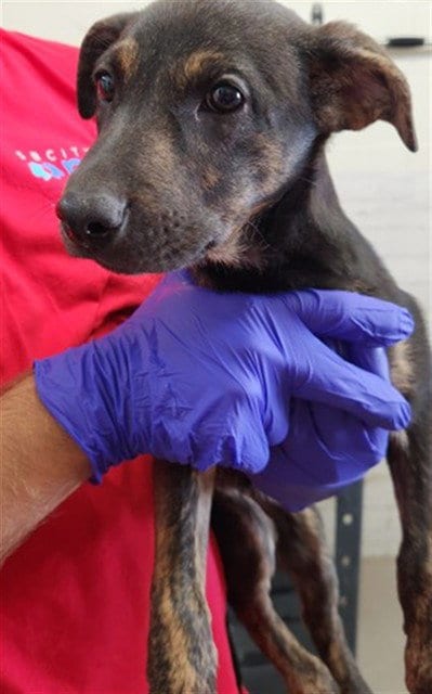 Photo of Hermione, adoptable Belgian Shepherd Malinois in San Bernardino, California
