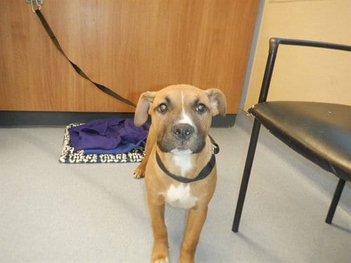 Photo of Archie, adoptable Pit Bull Terrier in San Jose, California