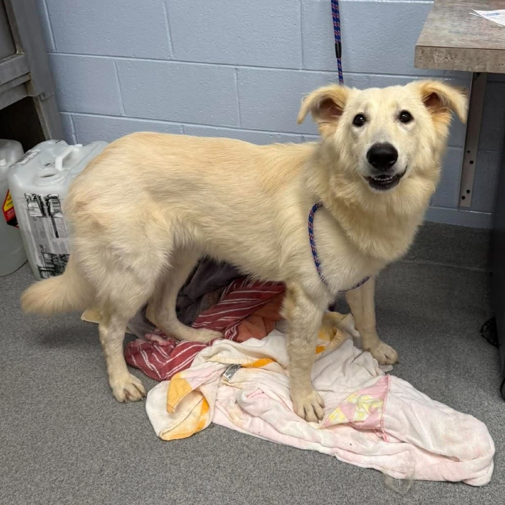 Photo of Paige, adoptable Pyrenees, Great in Martinsville, Virginia