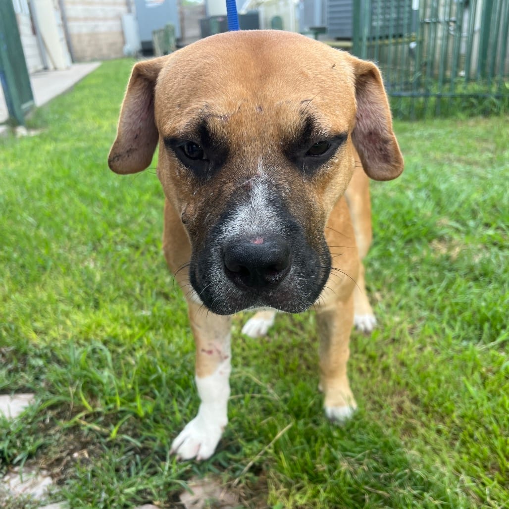 Photo of Bert, adoptable Mixed Breed (Large) in Houston, Texas