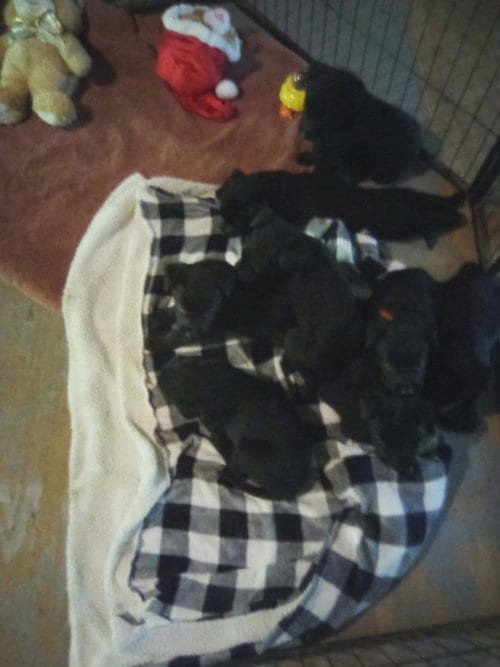 Photo of Police Squad : Beckett, adoptable Giant Schnauzer in Aurora, Indiana