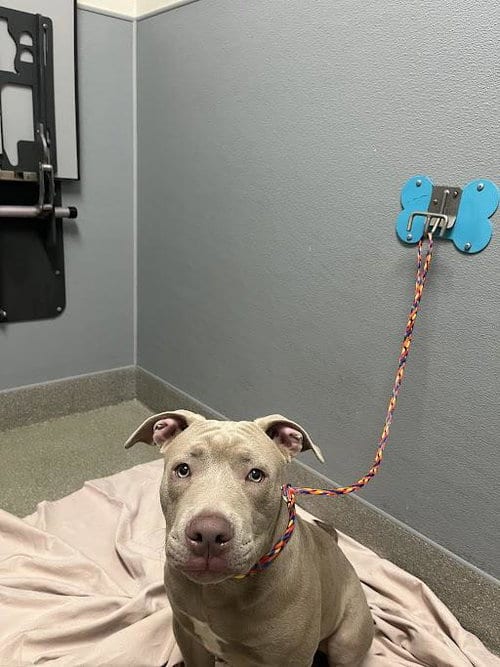 Photo of Silver, adoptable American Pit Bull Terrier in Las Vegas, Nevada