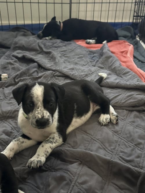 Photo of Clover, adoptable Staffordshire Bull Terrier in The Woodlands, Texas