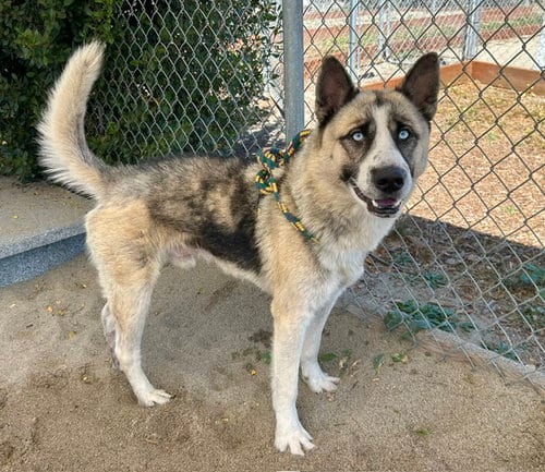 Photo of Diesel, adoptable Siberian Husky in Salinas, California
