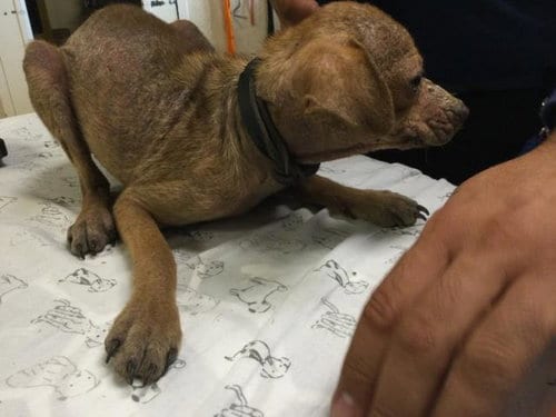 Photo of Garlic Bread, adoptable Chihuahua in Riverside, California