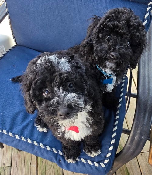 Photo of Bob, adoptable Poodle (Miniature) in Marine City, Michigan