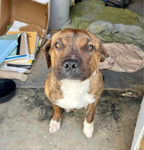 Photo of Leo, adoptable Boxer in Dana Point, California