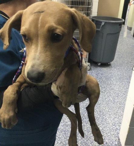 Photo of Woody, adoptable Labrador Retriever in Riverside, California