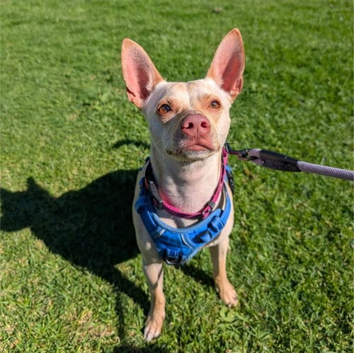 Photo of Mr Mango, adoptable Chihuahua in Alameda, California