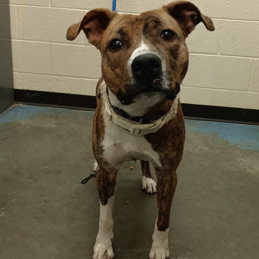 Photo of Nacho, adoptable Mixed Breed (Medium)