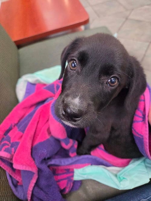 Photo of Dolly Parton, adoptable Retriever in Hillside, Illinois