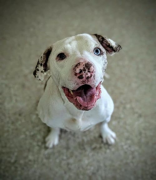 Photo of Rubix, adoptable American Bulldog in Clyde, North Carolina