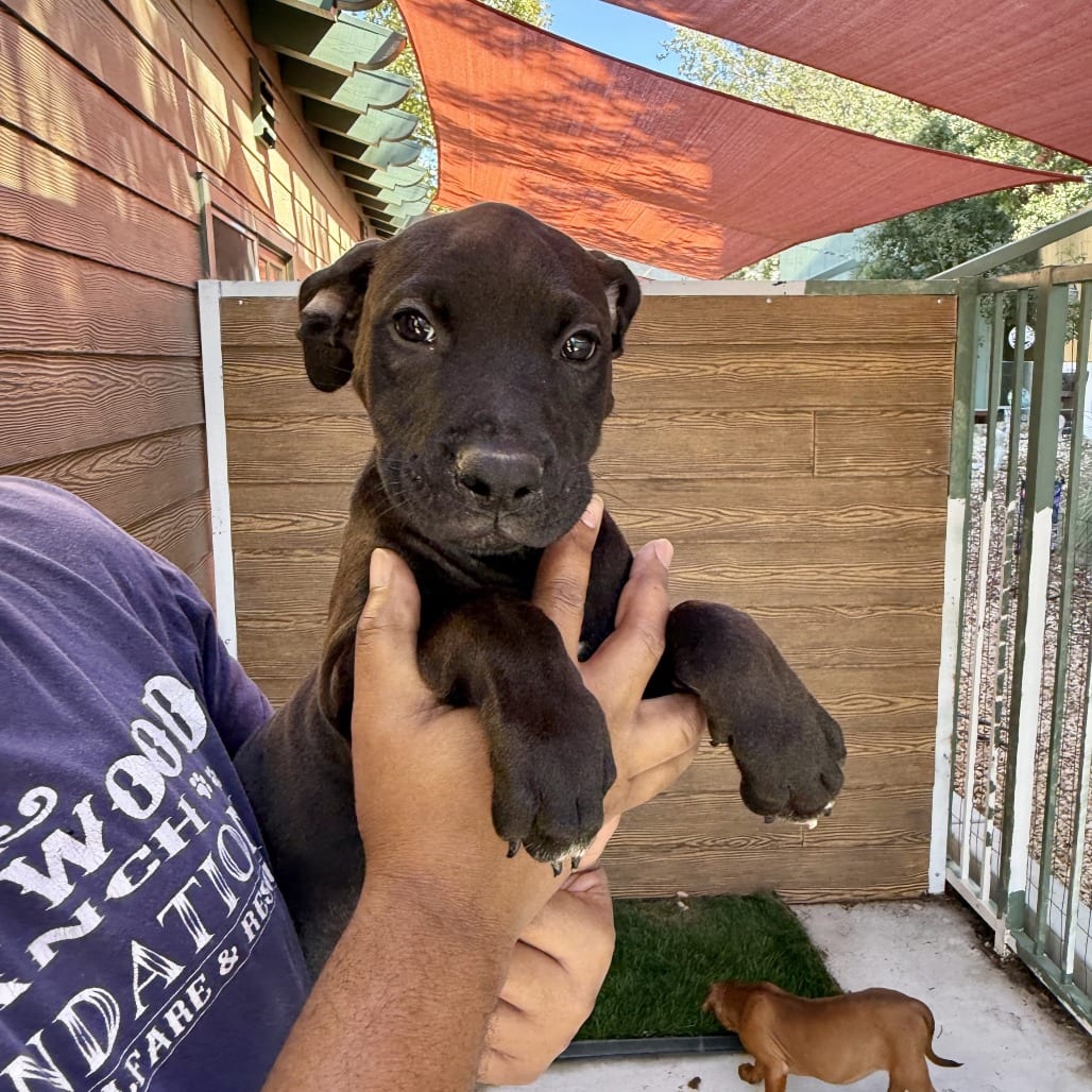 Photo of Dylan, adoptable Boxer in Agoura Hills, California