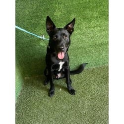 Photo of Roo, adoptable Husky in Lancaster, California