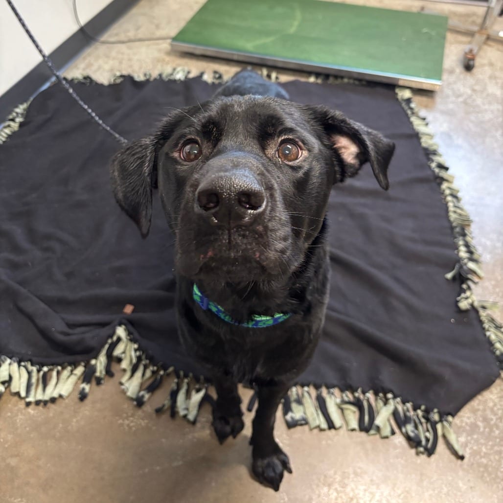 Photo of George, adoptable Retriever, Labrador / Mixed Breed (Large) in St. Cloud, Minnesota