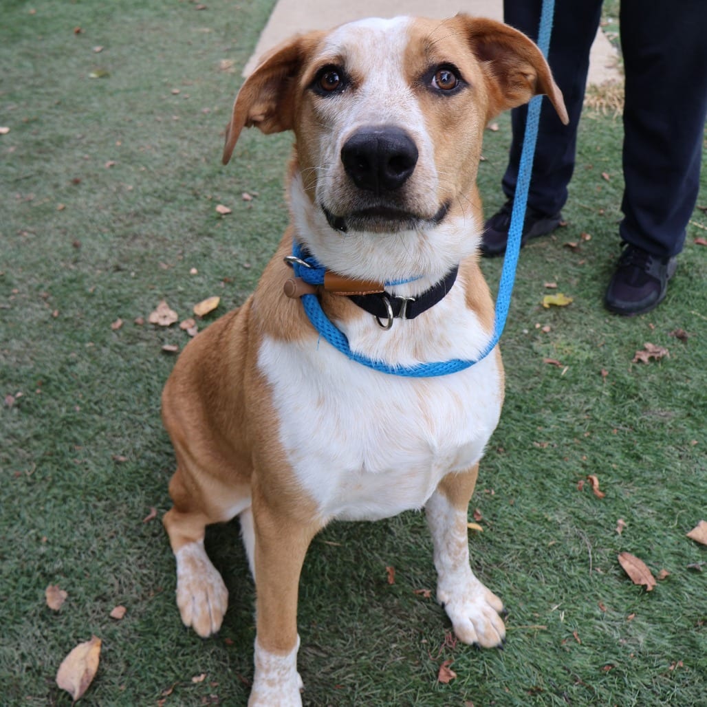 Photo of Maddie, adoptable Mixed Breed (Medium) in St. Charles, Missouri