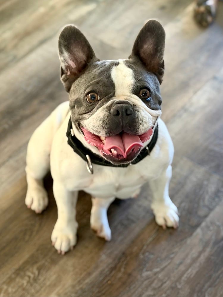 Photo of Ursula, adoptable French Bulldog in Eugene, Oregon