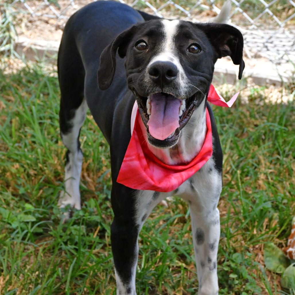 Photo of Joy, adoptable Retriever, Labrador / Terrier, Pit Bull in Beaumont, Texas