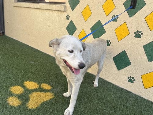 Photo of Dez, adoptable Siberian Husky in Winter Haven, Florida