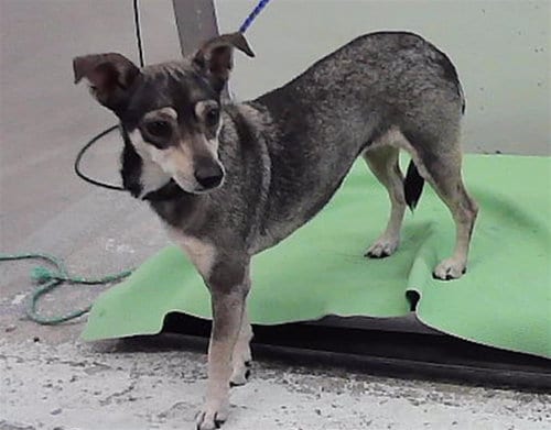 Photo of Carma, adoptable Chihuahua in Houston, Texas