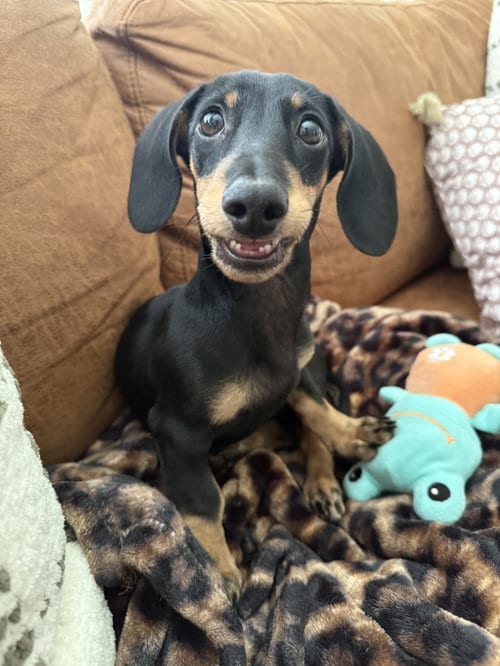 Photo of Lowry, adoptable Dachshund in St. Louis Park, Minnesota
