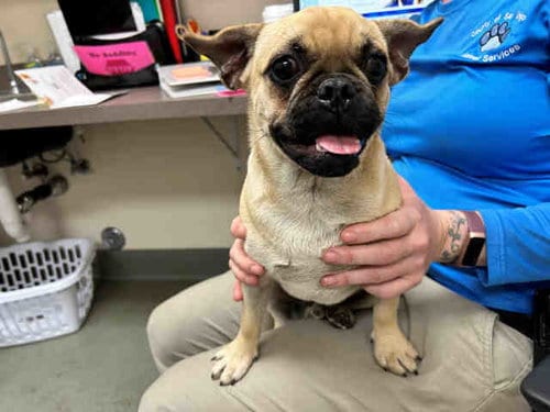 Photo of Ron, adoptable Pug in Carlsbad, California