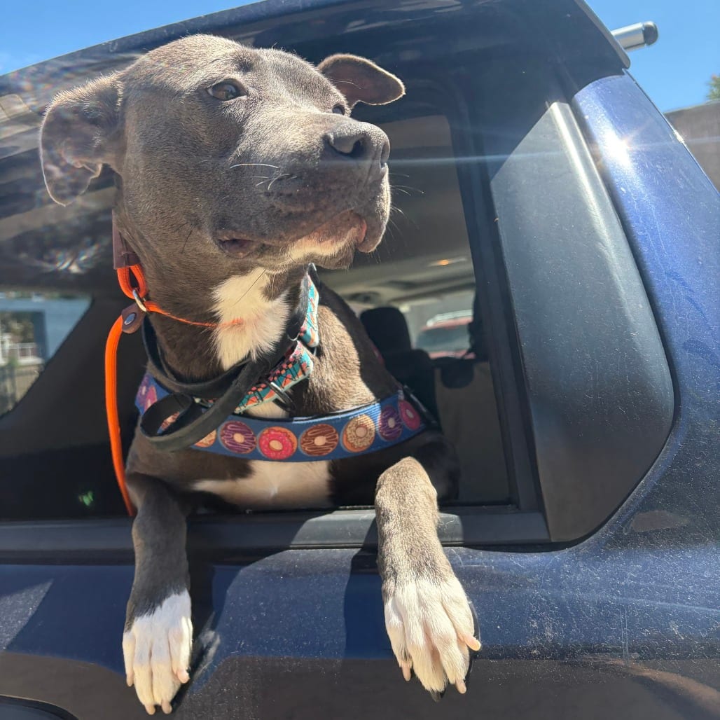 Photo of Ethel, adoptable Terrier, American Pit Bull / Terrier, American Staffordshire in California, California