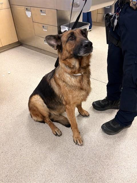 Photo of Buttercup, adoptable German Shepherd Dog in Riverside, California